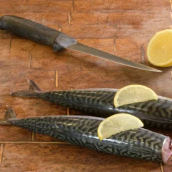 Mackerel (Scomber Scombrus)