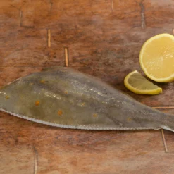 Plaice (Pleuronectes Platessa)