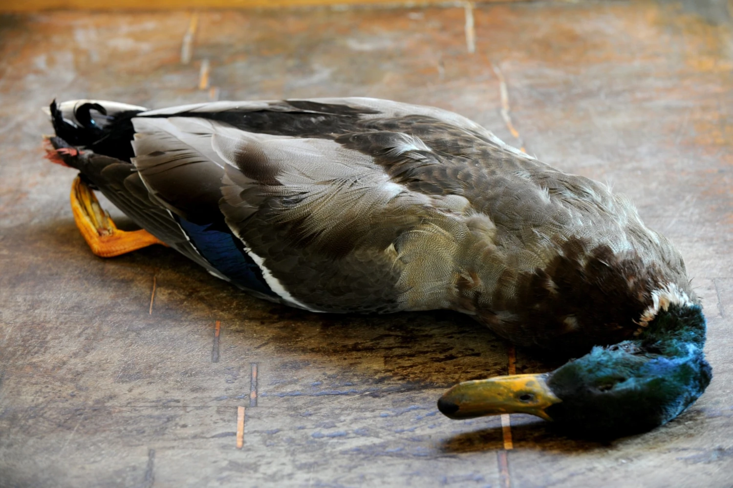 Mallard - Image 3