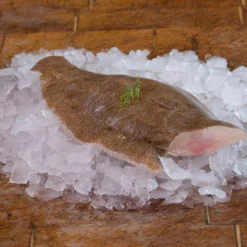 Lemon Sole (Microstomus Kitt)