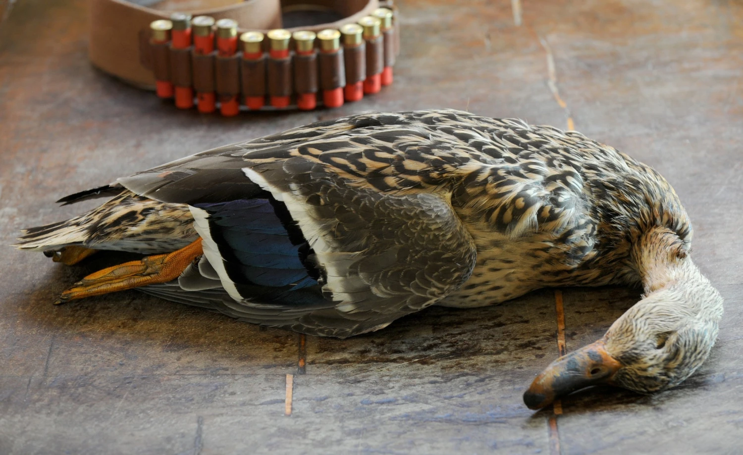 Mallard - Image 2