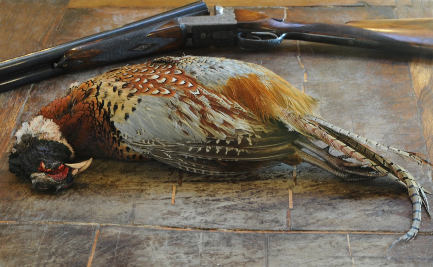 Pheasant - Image 2