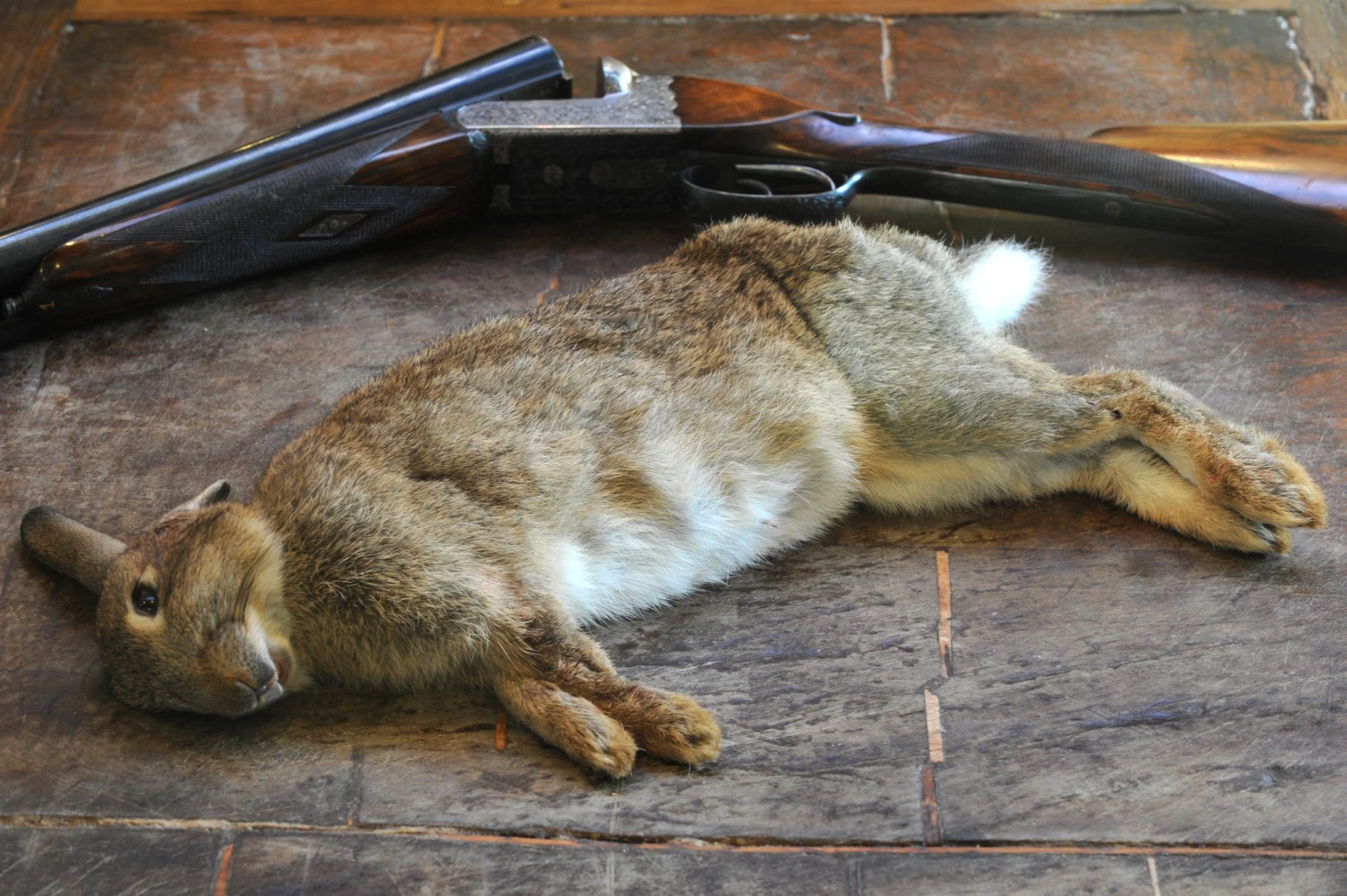 Wild Rabbit - Image 2