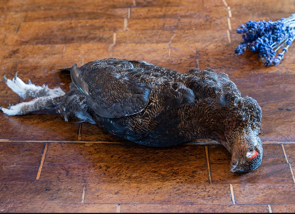 Grouse - Overyeared - Image 2